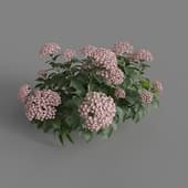 MT PM V70 Hydrangea macrophylla LavenderBlush 01 04