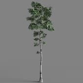 011 Birch