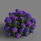 MT PM V66 Hydrangea macrophylla 01 06