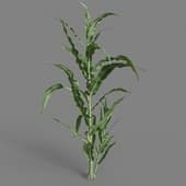 MT PM V38 Zea mays 01 03