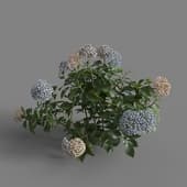 MT PM V70 Hydrangea macrophylla Mix 01 02