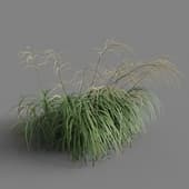 Miscanthus flavidus 01 08