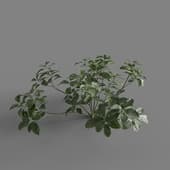 MT PM V58 Aucuba japonica 01 06