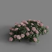 MT PM V70 Hydrangea macrophylla Pink 01 05
