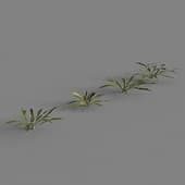 AM226 010 Anchusa