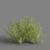 MT PM V83 Rotala rotundifolia 01 04