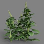MT PM V38 Spinacia oleracea 01 09