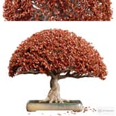 Bonsai 03 | PBR | Midpoly | HQ