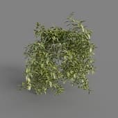 MT PM V77 Solanum jasminoides variegata 01 06