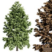 pine tree 1