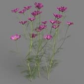 Cosmos bipinnatus 04