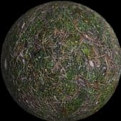 GroundForestMossy001 HIRES