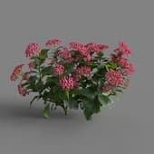 MT PM V70 Hydrangea macrophylla LightCrimson 01 03
