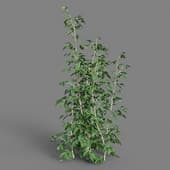 MT PM V38 Rubus idaeus 01 07