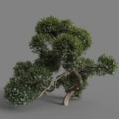 MT PM V77 Phillyrea latifolia 01 06