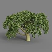 MT PM V38 Camellia sinensis 01 03