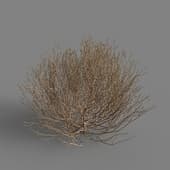 MT PM V79 Salsola tragus 01 03