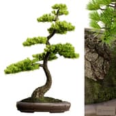 Bonsai 02 | PBR | Midpoly | HQ
