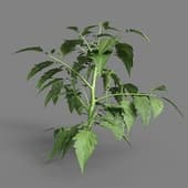 MT PM V38 Solanum lycopersicum 01 01