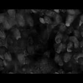 Fingerprints_11