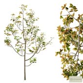 Ficus Tree | HQ | MidPoly | PBR