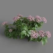 MT PM V70 Hydrangea macrophylla LightPink 01 02