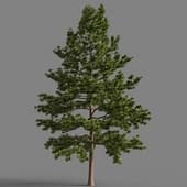 Pinus strobus 58-031