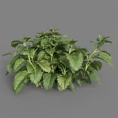 Melissa officinalis 01 04