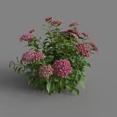 MT PM V70 Hydrangea macrophylla PaleVioletRed 01 04