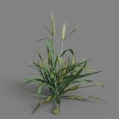 MT PM V38 Triticum 01 02