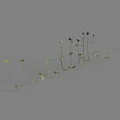AM226 007 Trifolium