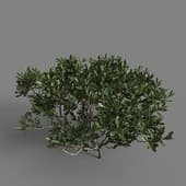 MT PM V85 Myrica pensylvanica 01 03