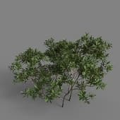 MT PM V85 Myrica pensylvanica 01 05