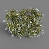 MT PM V77 Solanum jasminoides variegata 01 05