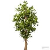 pine tree