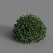 MT PM V28 Prunus laurocerasus 01 05
