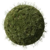 Grass