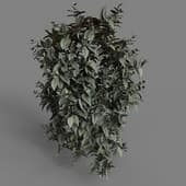 MT PM V86 Tradescantia zebrina bosse 01 05