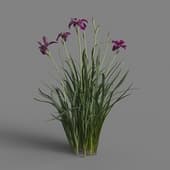 MT PM V69 Iris sanguinea 01 03
