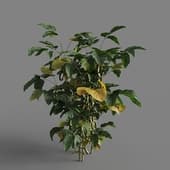 MT PM V93 Glycine max 01 05