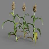 MT PM V38 Sorghum bicolor 01 05