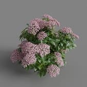 MT PM V70 Hydrangea macrophylla LightPink 01 05