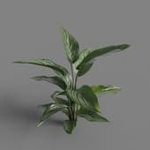 MT PM V62 Calathea ornata 01 03