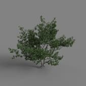 MT PM V65 Sassafras albidum 01 06
