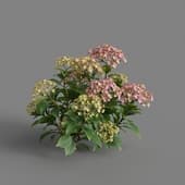 MT PM V70 Hydrangea macrophylla MistyRose 01 03