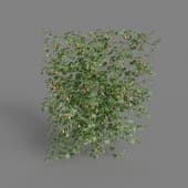 MT PM V68 Striped abutilon 01 03