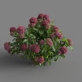 MT PM V70 Hydrangea macrophylla PaleVioletRed 01 06