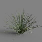 MT PM V69 Juncus effusus 01 02