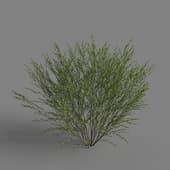 MT PM V79 Salix cheilophila 01 03