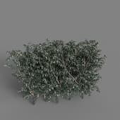 MT PM V77 Vaccinium ovatum 01 03
